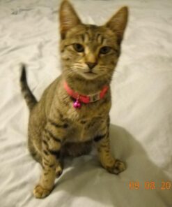 Top Collection Goddess Bastet Statue - Ancient Egyptian Goddess of Protection Sculpture in Premium Cold Cast Bronze - 8-Inch Collectible Fertility Cat Figurine 52 71CVTxMEPL