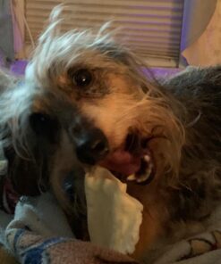 PET MAGASIN Rawhide Alternative Natural Jumbo Cow Ears 12-Pack Dog Treats Super Chew Long-Lasting, Made in Registered Facility 40 71CYCQ3RLL