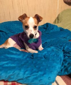 Gooby Fleece Vest Dog Sweater - Lavender, Medium - Warm Pullover Fleece Dog Jacket with O-Ring Leash - Winter Small Dog Sweater Coat - Cold Weather Dog Clothes for Small Dogs Boy or Girl Medium chest (~16") 44 71CaaaBrl3L