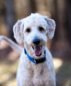 Tamron SP 70-200MM F/2.8 DI VC USD Telephoto Zoom Lens for Nikon (FX) Cameras Nikon FX Cameras 42 71Cf2zIHu5L