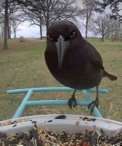 NETVUE Birdfy Lite - Smart Bird Feeder with Camera Solar Powered, Bird Watching Camera Wireless, Auto Capture Bird Videos & Motion Detection, Ideal Gift for Christmas Blue 47 71CfXsncfML