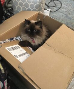 Seresto Cat Vet-Recommended Flea & Tick Treatment & Prevention Collar for Cats | 8 Months Protection 1 Pack Cat Only 40 71CfvmKjDJL