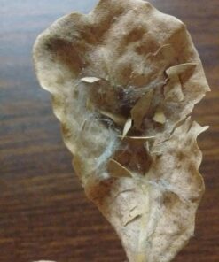 SunGrow 50 pcs Catappa Indian Almond Leaves for Betta Fish Tank Aquarium, 2” Water Conditioner Leaves, Leaf Also Suitable for Shrimp, Goldfish, Guppy and Frogs 50 Leaves 43 71Ci9LIeYYL