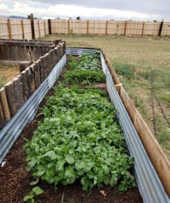 Seed Needs, 1,500+ Rainbow Beet Seed Mixture - 8 Variety Heirloom Mix (Beta vulgaris) Bulk Non-GMO 59 71CnXTQ3TL