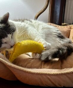Yeowww! Yellow Banana Catnip Toy (2 Pack) 20 71CnYzX8JrL