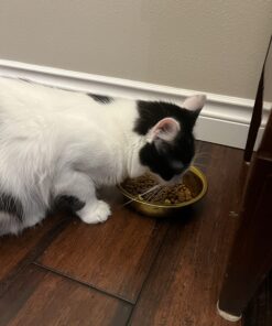 Purina Pro Plan With Probiotics, High Protein Dry Kitten Food, Chicken & Rice Formula - 7 lb. Bag 33 71CnfgEFz8L