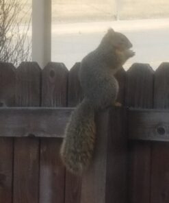 Woodlink Squirrel Diner Feeder Model 75590 beige 34 71CoSyGe6lL