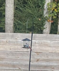 Wagner's 62032 Cardinal Blend Wild Bird Food, 6-Pound Bag 1-Pack 27 71CogGyYUzL