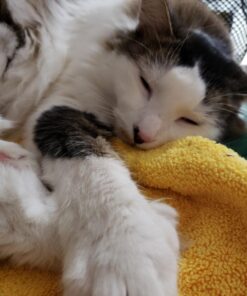 Royal Canin Indoor Adult Dry Cat Food, 15 lb bag 15 Pound (Pack of 1) 39 71Cpegn3 rL