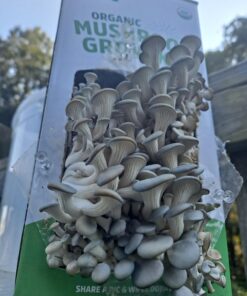 Back to the Roots Organic Oyster Mushroom Grow Kit, Harvest Gourmet Mushrooms In 10 Days 1 Count (Pack of 1) 80 71CqbSc7gsL