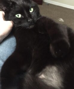 Comfort Zone Feliway Diffuser Refills for Cats and Kittens, 2 Pack 34 71Cqg9127ZL