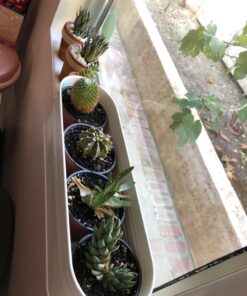 Miracle-Gro Water Soluble All Purpose Plant Food 5 lb. 1 Pack 55 71Cr4Gfe9SL