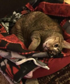 K&H Pet Products Self-Warming Crate Pad, Warming Dog Crate Bed, Machine Washable Dog Crate Mat, Mocha X-Small 14 x 22 Inches 22.0"L x 14.0"W x 1.0"Th 42 71Cw4OU49IL