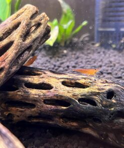 SunGrow Cholla Wood for Shrimps, Dried Husk of Cholla Cactus, Aquarium or Home Decor for Hermit Crabs, Pleco, 3 Pieces per Pack (3 Pieces, 6 inches) 33 71Cx9lUFsLL