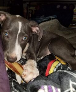 Purina Busy With Beggin' Made in USA Facilities Small/Medium Breed Dog Treats, Twist'd - 10 ct. Pouch Bacon 41 71CxwrimyL