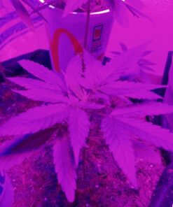 Fox Farm Liquid Plant Fertilizer: Big Bloom, Grow Big, Tiger Bloom (Pack of 3-16 oz. Bottles) 1 Pint Each + Twin Canaries Chart & Pipette 28 71Cy6QElYdL