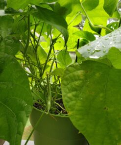 22,000 Non GMO Heirloom Vegetable Seeds, Survival Garden, Emergency Seed Vault, 34 VAR, Bug Out Bag - Beet, Broccoli, Carrot, Corn, Basil, Pumpkin, Radish, Tomato, More 33 71Cy8RBL8QL