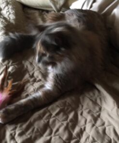 Fashion's Talk Cat Toys Variety Pack for Kitty 20 Pieces 44 71CyAWtHYJL