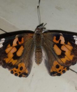 5 Live Caterpillars Shipped Now- Butterfly Kit Refill 45 71CyGiuEK3L