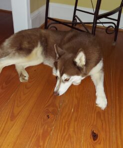 Amazon Brand - Wag Dental Dog Treats to Help Clean Teeth & Freshen Breath - Medium, Unflavored, 36 Count (Pack of 1) 36 Count (Pack of 1) 35 71CyHr8QqoL