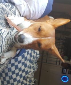 Kingdom Pets Duck Breast Jerky, Premium Treats for Dogs, 40 oz. Bag 41 71CzDLfmHpL