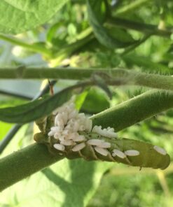 Bug Sales Trichogramma 3 Squares/ 12,000 Eggs 14 71CzZTL7iL