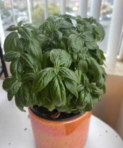 Espoma Organic 8 Ounce Concentrated Indoor! Plant Food - Indoor Plant Fertilizer for Large & Small Plants Like Pothos, Fiddle Leaf Fig, Monstera, Snake & Palms 33 71Czx4atfL 4