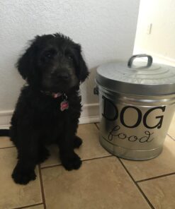 Behrens 6106K Galvanized Steel Locking Lid Trash Can, 6-Gallon 37 71D IeFDKL