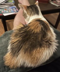 Sunbeam XL Heating Pad for Back, Neck, and Shoulder Pain Relief with Auto Shut Off and 6 Heat Settings, Extra Large 12 x 24", Green 29 71D321qKT L