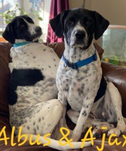 PET MAGASIN Rawhide Alternative Natural Jumbo Cow Ears 12-Pack Dog Treats Super Chew Long-Lasting, Made in Registered Facility 33 71D3uR5G9ML