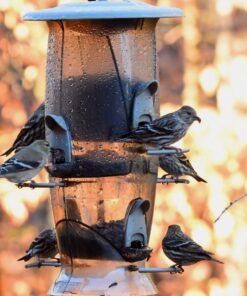 More Birds Abundance Bird Feeder, Combination Mixed Seed and Thistle, 6 Feeding Ports, 3.5 lb Seed Capacity Medium 22 71D4AoalQsL