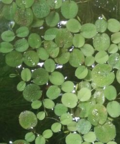 12 Water Spangles (Salvinia Minima), Live Aquarium/Aquatic/Floating/Pond/Freshwater Plant by G&Z 47 71D6mk11xrL