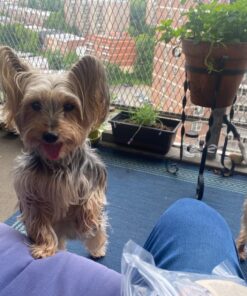 PET MAGASIN Japanese Stainless Steel Grooming Scissors (2) for Facial Hair and Larger for Body Trimming with Round Tip Grooming Sets 38 71D79MqY8HL