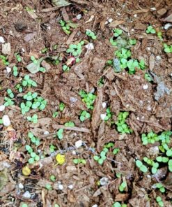 Outsidepride Viola Johnny Jump Up Wild Flowers & Ground Cover Plants - 5000 Seeds Johnny-jump Up 49 71DATp2gqyL