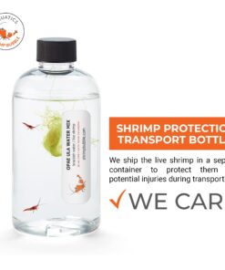 Shrimp Bubble Glass Self-Sustaining Ecosystem Amber 26 71DAqAZ34iL