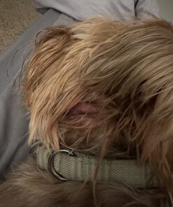 Forticept Maxi-Wash Hot Spot Treatment, Wound Care & Itch Relief Spray for Dogs and Cats. Relives Scratching, Rashes, Sores, Itchy Skin and Paw Licking 8 oz 8 Fl Oz (Pack of 1) 20 71DBmPpR3JL