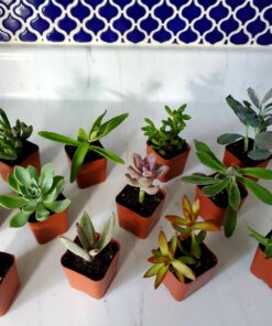 Shop Succulents | Unique Collection of Live Succulent Plants, Hand Selected Variety Pack of Mini Succulents | Collection of 12 6-Pack 42 71DCiKz2LaL
