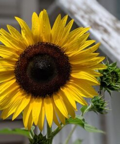 Seed Needs, Firecracker Sunflower (Helianthus annuus) Twin Pack of 85 Seeds Each 29 71DCltwPfzL