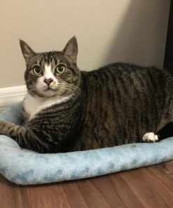 MidWest Homes for Pets Bolster Dog Bed 22L-Inch Blue Dog Bed or Cat Bed w/ Comfortable Bolster | Ideal for XS Dog Breeds & Fits a 22-Inch Dog Crate | Easy Maintenance Machine Wash & Dry 35 71DEo768zAL