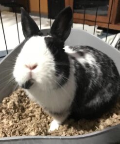 Small Pet Select Premium Small Animal Bedding, Natural Soft Paper Bedding for Small Indoor and Outdoor Pets, Made in USA, Jumbo Size 178 L Pack 47 71DEqgv3NJL