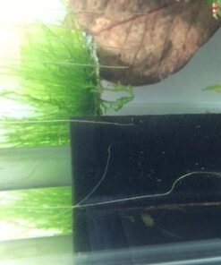 Zanyzap Pre-Filter Sponge 3 Pack for Fluval Edge Aquarium 28 71DF486 jPL 1