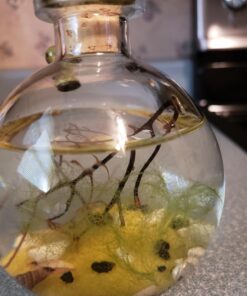 Shrimp Bubble Glass Self-Sustaining Ecosystem Amber 43 71DF8oeBL