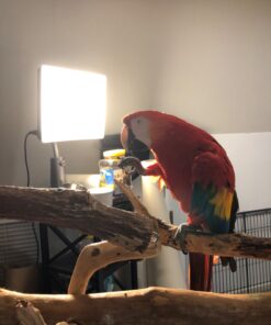 Carex Day-Light Classic Plus Bright Light Therapy Lamp - 10,000 LUX Light Therapy Lamp At 12 Inches, Sunlight Lamp, Daylight Lamp, Therapy Light For Low Energy Levels 39 71DFCTxRZhL