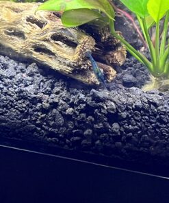 SunGrow Cholla Wood for Shrimps, Dried Husk of Cholla Cactus, Aquarium or Home Decor for Hermit Crabs, Pleco, 3 Pieces per Pack (3 Pieces, 6 inches) 35 71DGR0e2dL