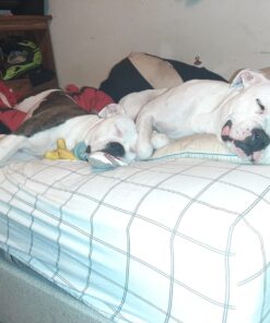 Pawstruck USDA Organic Natural Ruff Relief Wax Balm for Dogs – Moisturizes, Protects, and Heals Noses & Paws – Made in USA, Non-Toxic, Hypoallergenic - 1.75 oz 45 71DLP6Ov0FL