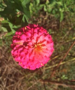 Outsidepride Zinnia Elegans Lilliput Heat & Drought Tolerant Garden Cut Flower Mix - 1000 Seeds Lilliput Mix 68 71DMpnj782L