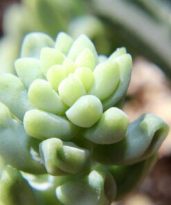 Altura Photo 58MM 0.35x Fisheye Canon Wide Angle Lens (w/Macro Portion) for DSLR Cameras EOS Rebel 70D 77D 80D 90D T8i T7 T7i T6i T6s T6 T5i T5 T4i T3i T100 SL1 SL2 SL3 - Canon Mount 52 71DNMCYIHpL