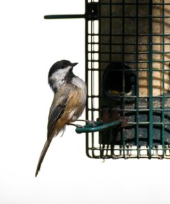 Sigma 1.4x Teleconverter TC-1401 for Canon Canon SLR Mount 32 71DNsJDkBVL