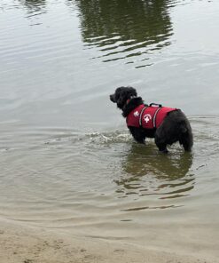 Paws Aboard Dog Life Jacket - Keep Your Canine Safe with a Neoprene Designer Life Vest - Perfect for Swimming and Boating - Red, Medium 29 71DPt7LVLL