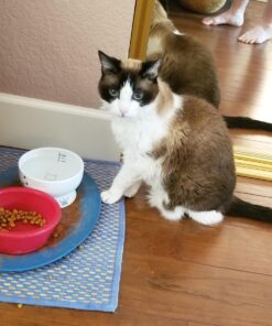 Necoichi Raised Cat Water Bowl, Elevated, with Measurement Lines, Dishwasher and Microwave Safe (Cat, Regular) 41 71DQQc6Z7vL